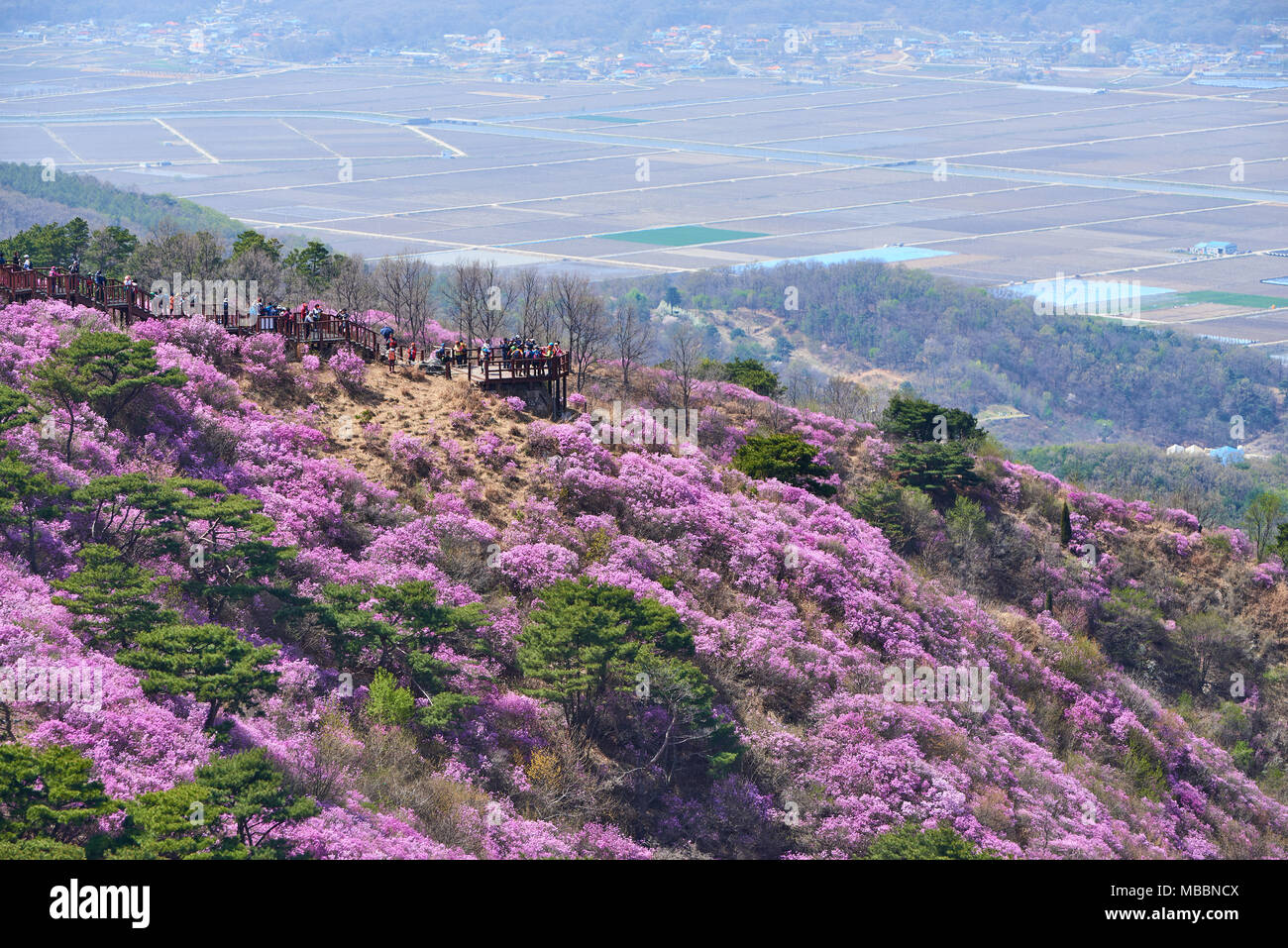 Incheon, Corée - 19 Avril 2017 : Goryeosan Azalea Festival, qui a lieu à la fin du mois d'avril chaque année. Goryeosan est une plus haute montagne de Ganghwa. Banque D'Images