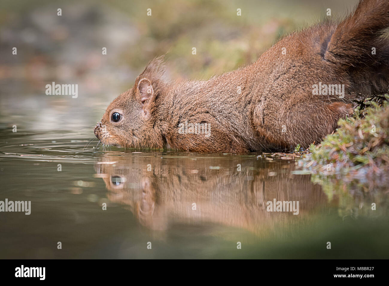 Close up faible niveau d'un écureuil roux avec prudence la saisie d'un étang avec un reflet dans l'eau d'un étang Banque D'Images