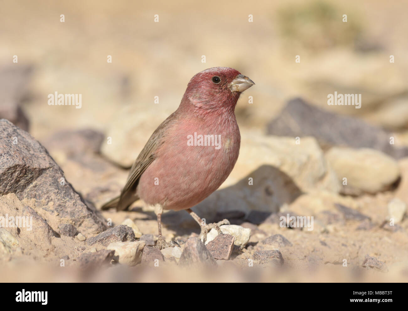 - Carpodacus synoicus Sinai Rosefinch Banque D'Images