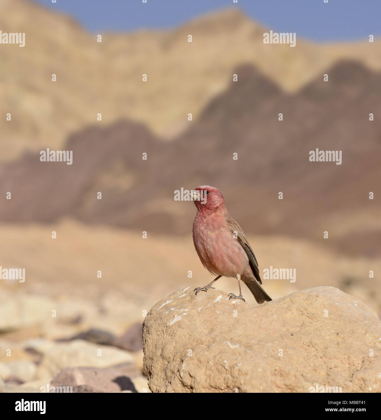 Carpodacus synoicus Sinai Rosefinch - homme Banque D'Images