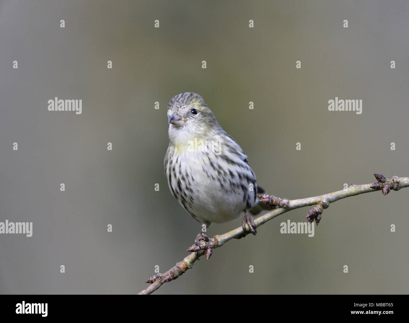 Siskin Carduelis spinus - Hiver - 1er Banque D'Images