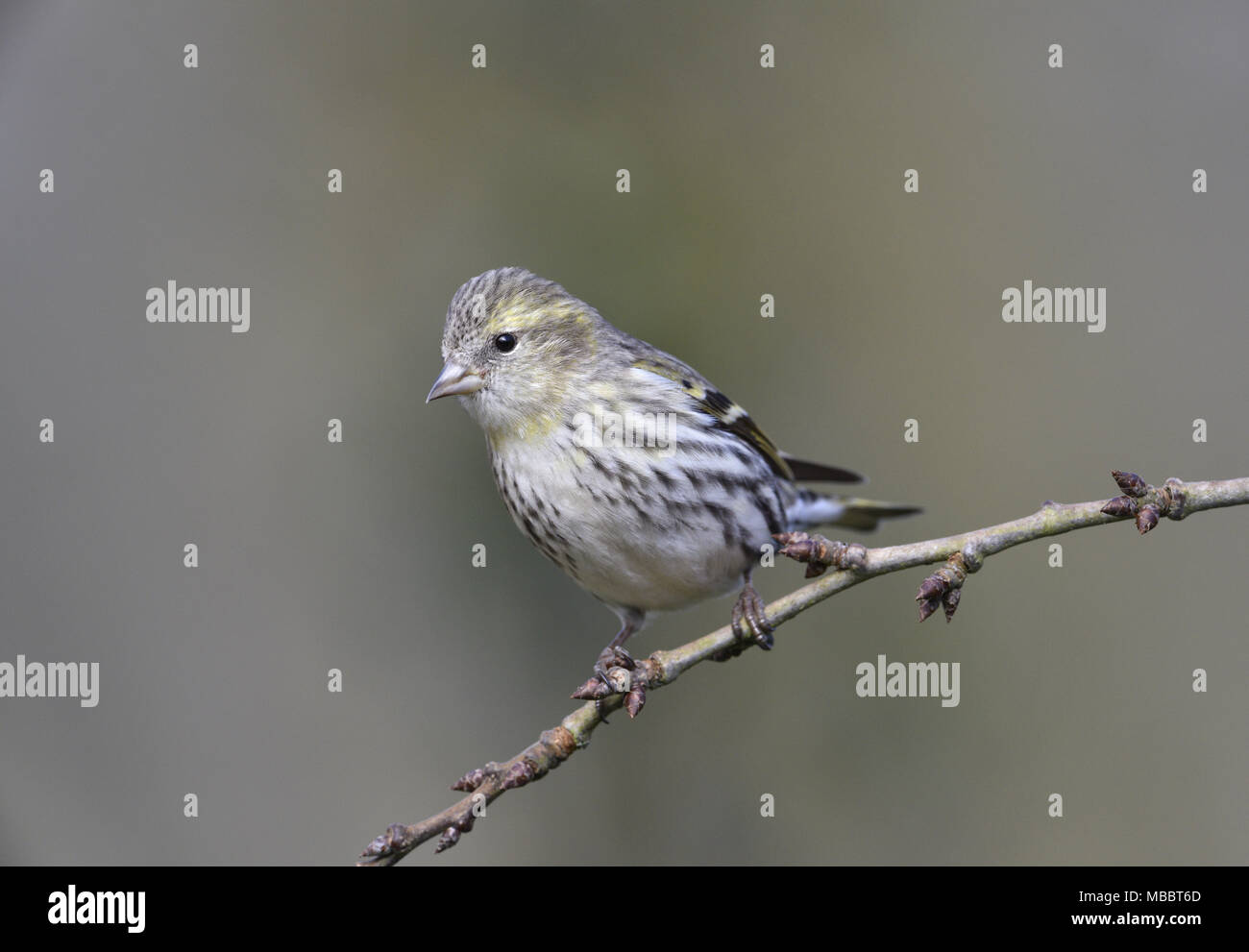 Siskin Carduelis spinus - Hiver - 1er Banque D'Images