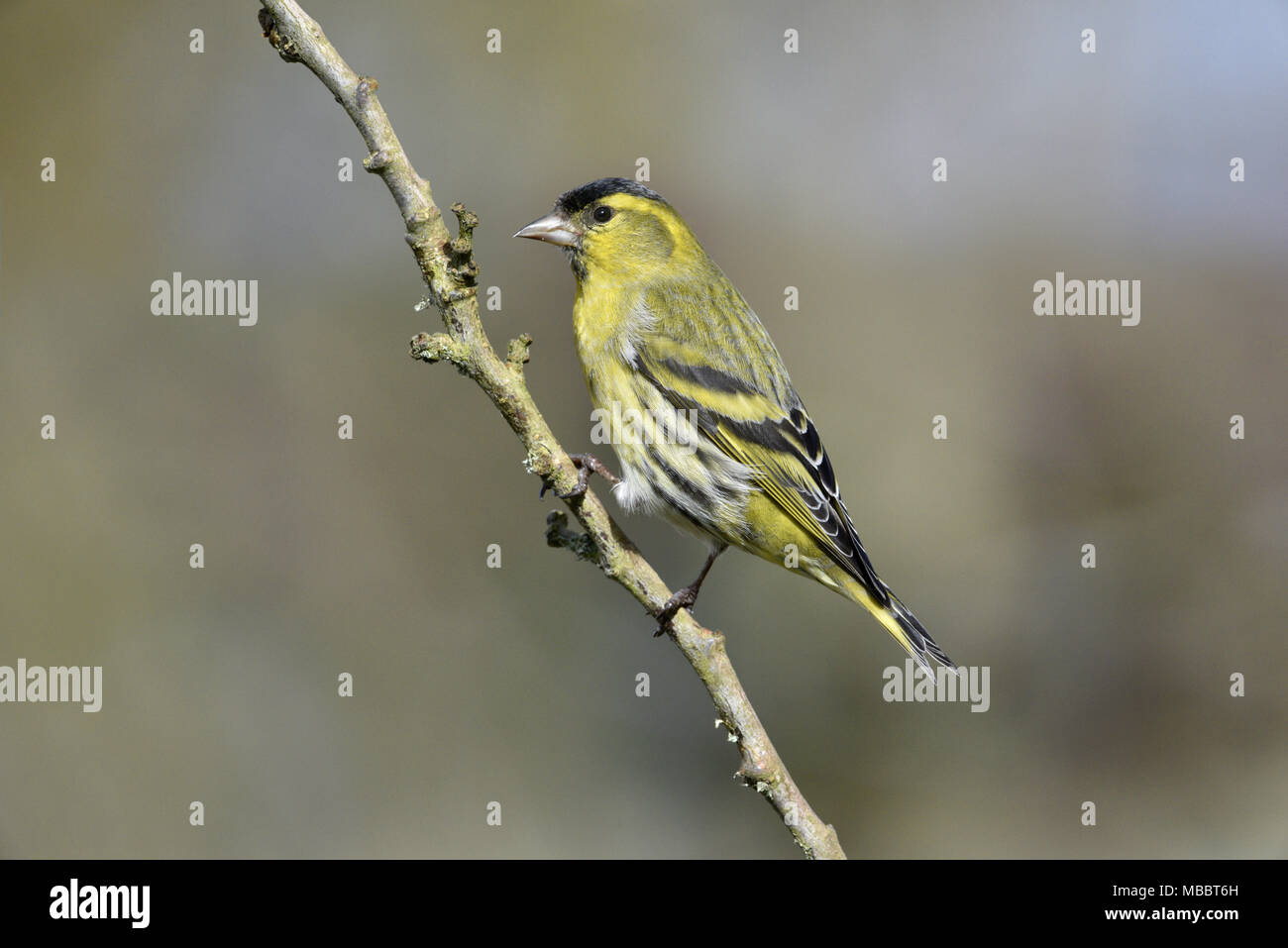 - Carduelis spinus Siskin - mâle Banque D'Images