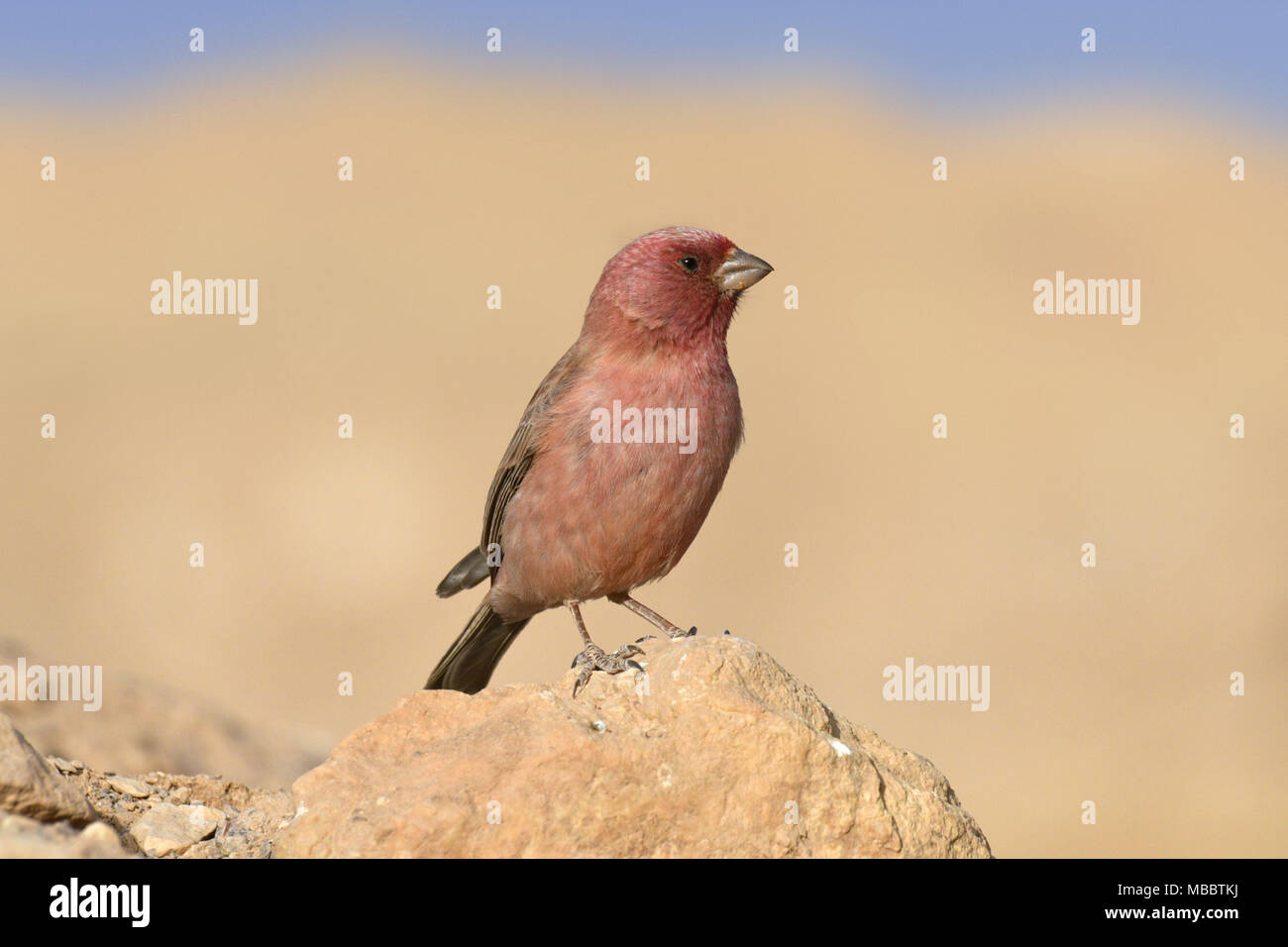 Carpodacus synoicus Sinai Rosefinch - homme Banque D'Images