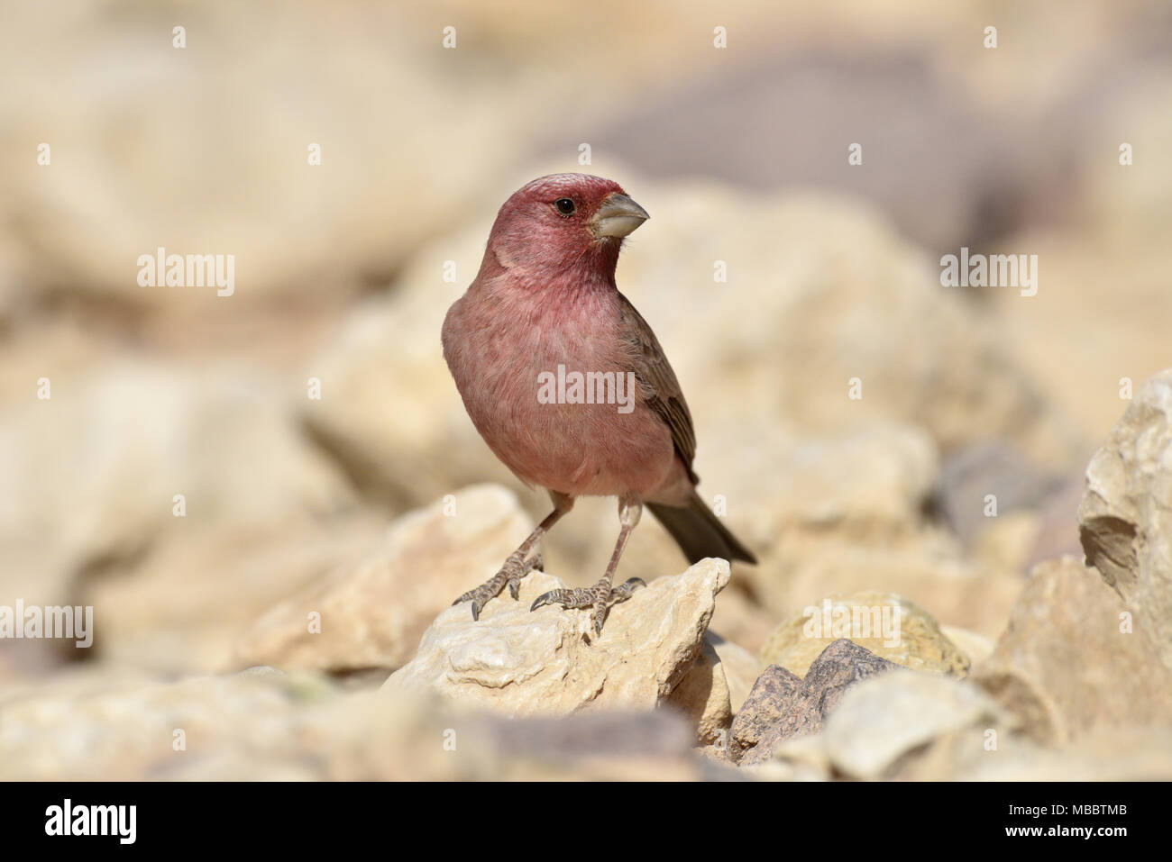 Carpodacus synoicus Sinai Rosefinch - homme Banque D'Images