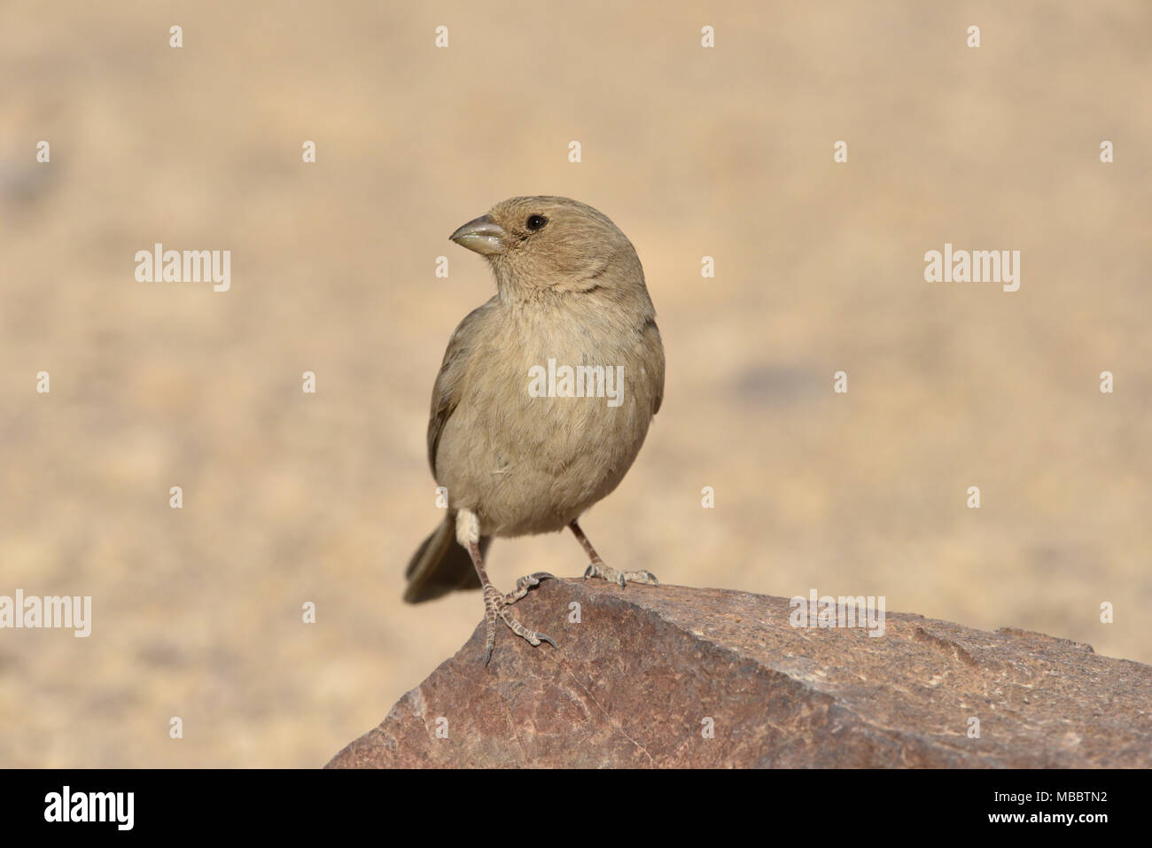 Carpodacus synoicus Sinai Rosefinch - Femme Banque D'Images