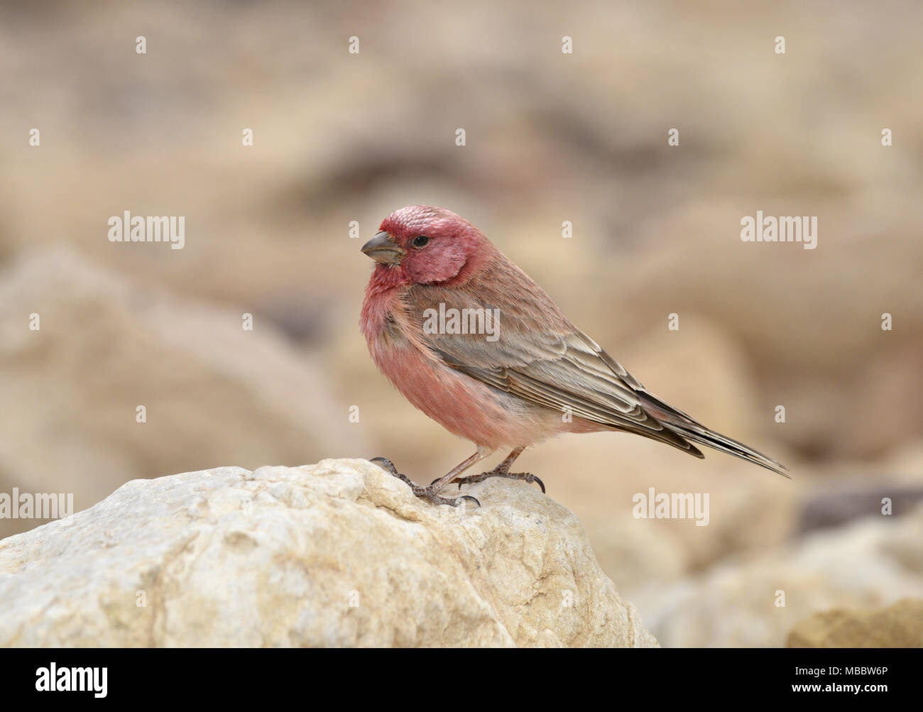 - Carpodacus synoicus Sinai Rosefinch Banque D'Images