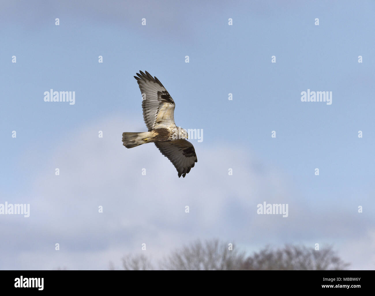 - Buse pattue Buteo lagopus Banque D'Images