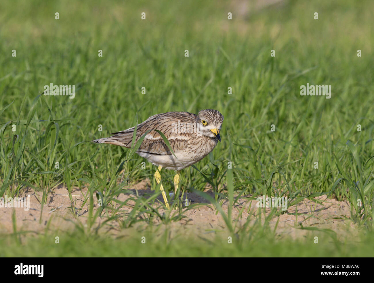 - Oedicnème criard Burhinus bistriatus Banque D'Images