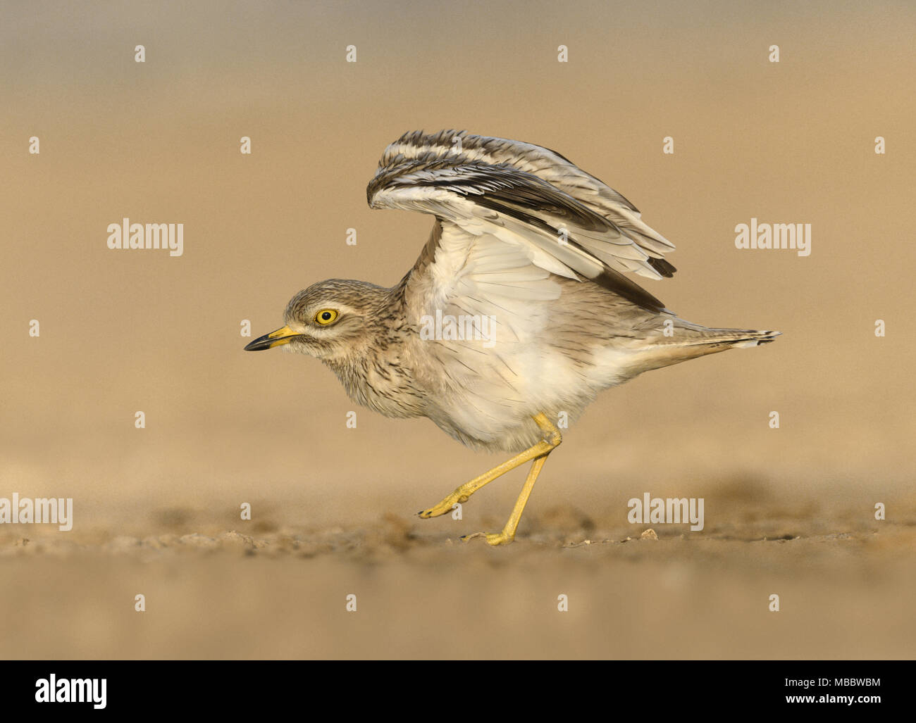 - Oedicnème criard Burhinus bistriatus Banque D'Images