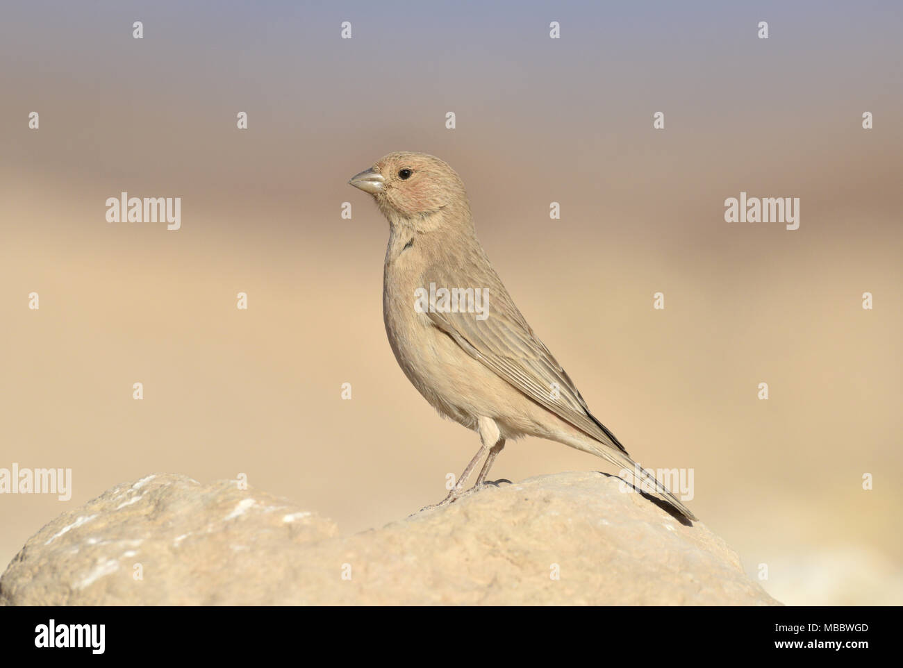 - Carpodacus synoicus Sinai Rosefinch Banque D'Images