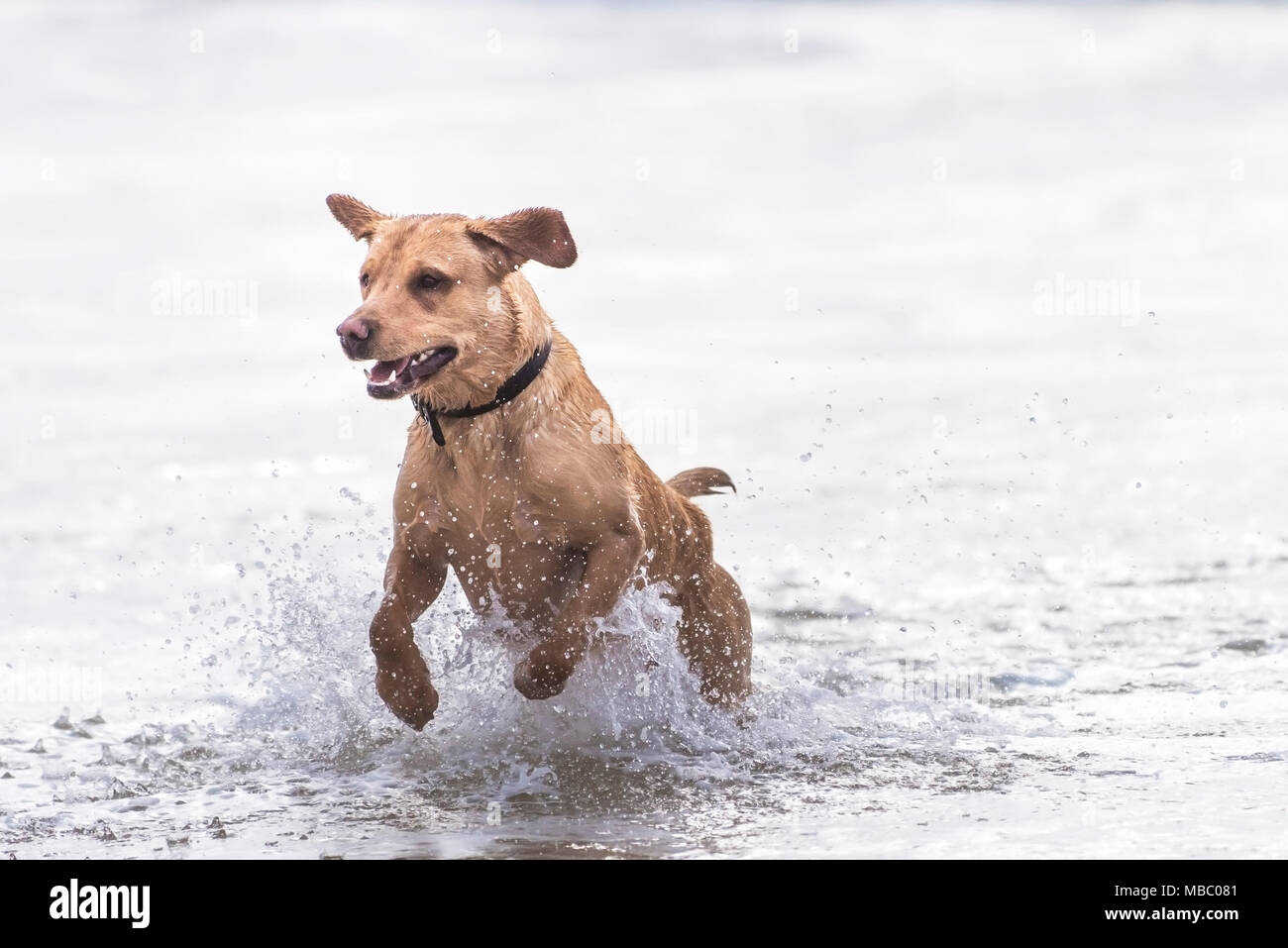 Un Labrador exécutant dans la mer à la plage de Fistral Newquay en Cornouailles. Banque D'Images