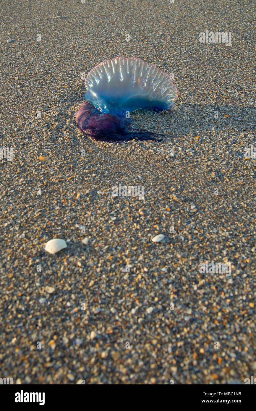 Portuguese man o' war (Physalia physalis), Hobe Sound National Wildlife Refuge, en Floride Banque D'Images