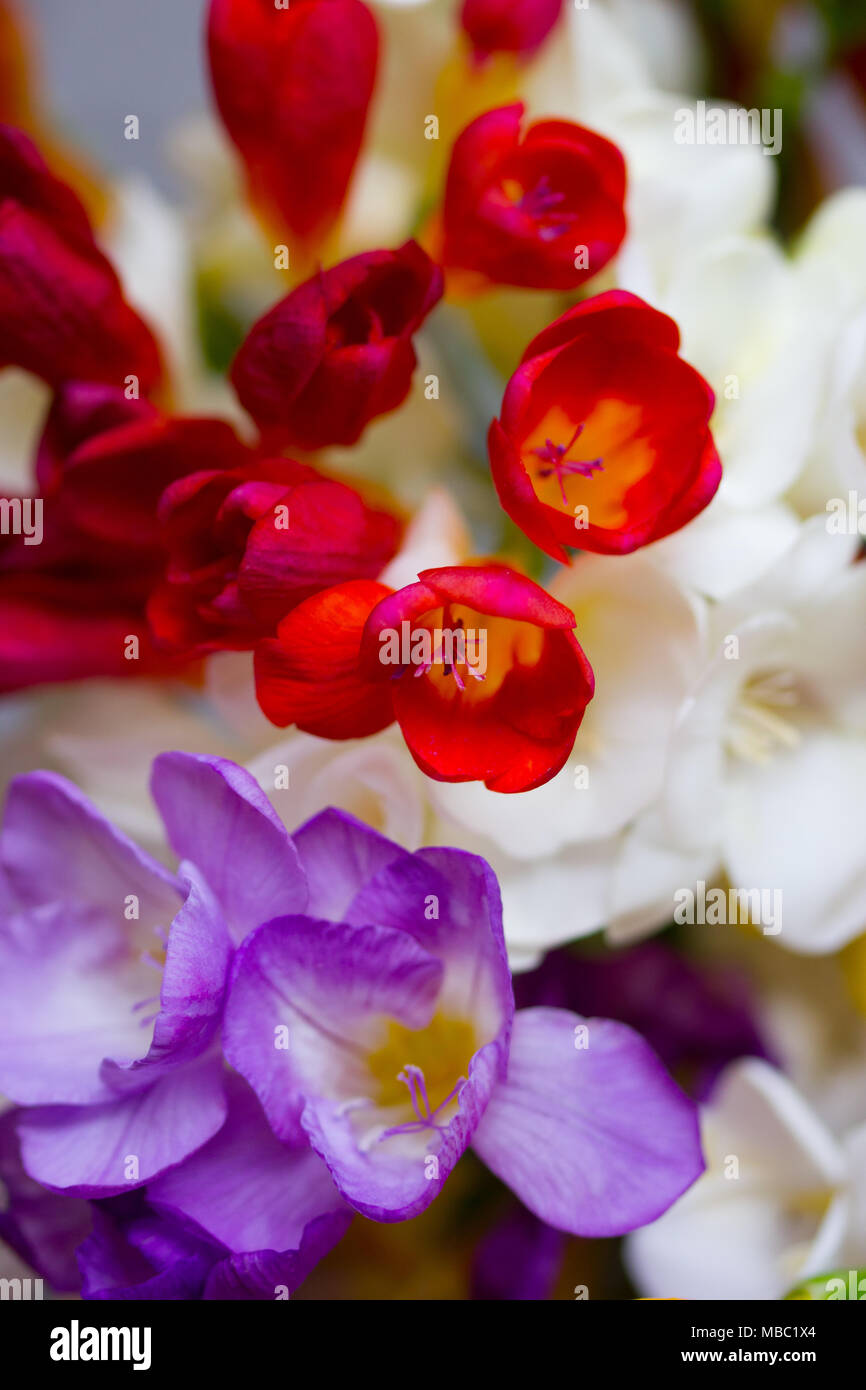 Un beau portrait de freesias colorés Banque D'Images