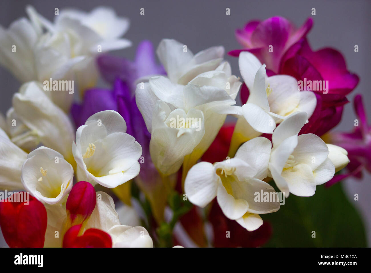Un beau portrait de freesias colorés Banque D'Images