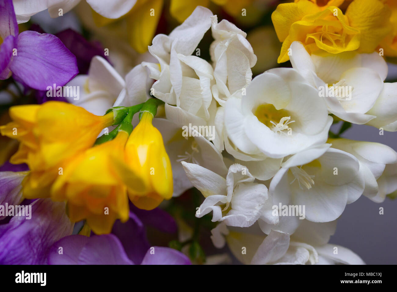 Un beau portrait de freesias colorés Banque D'Images