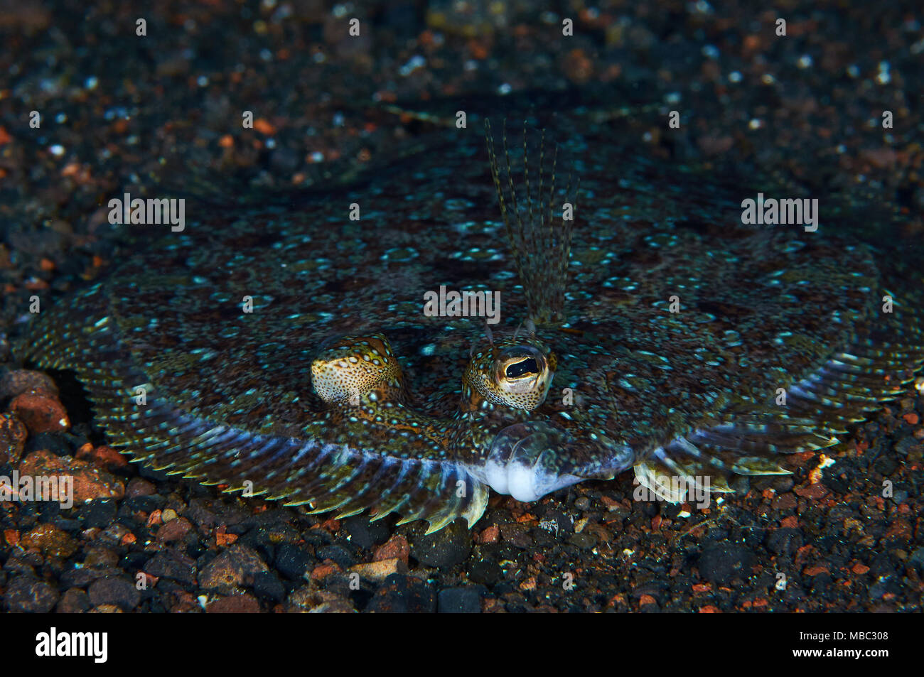 Les yeux écarquillés de flet (Bothus podas) portrait à Mar de las Calmas Marine Reserve (El Hierro, Îles Canaries, Espagne) Banque D'Images