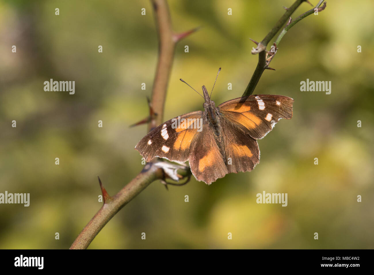 Un papillon du museau qui se nourrit d'une spice bush. Banque D'Images