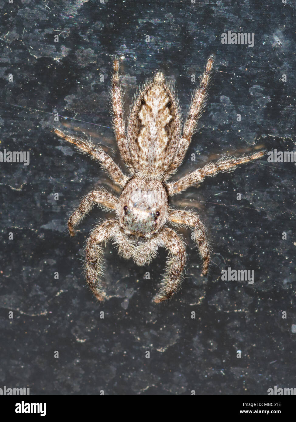 Un gros plan d'un poilu de la famille des Salticidae. Banque D'Images