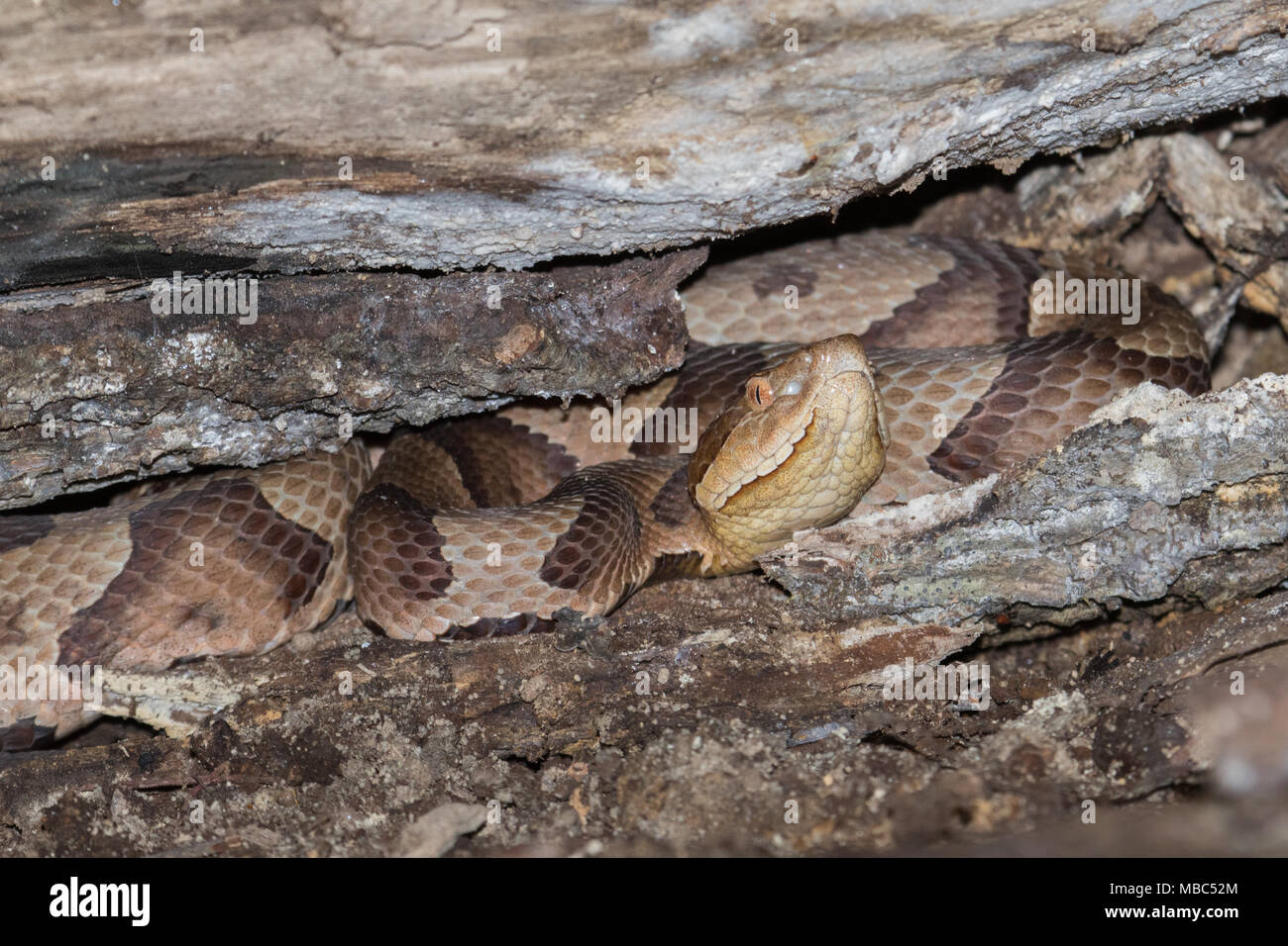 Un serpent copperhead dans le cadre d'un journal en décomposition. Banque D'Images Un serpent copperhead dans le cadre d'un journal en décomposition. Banque D'Images