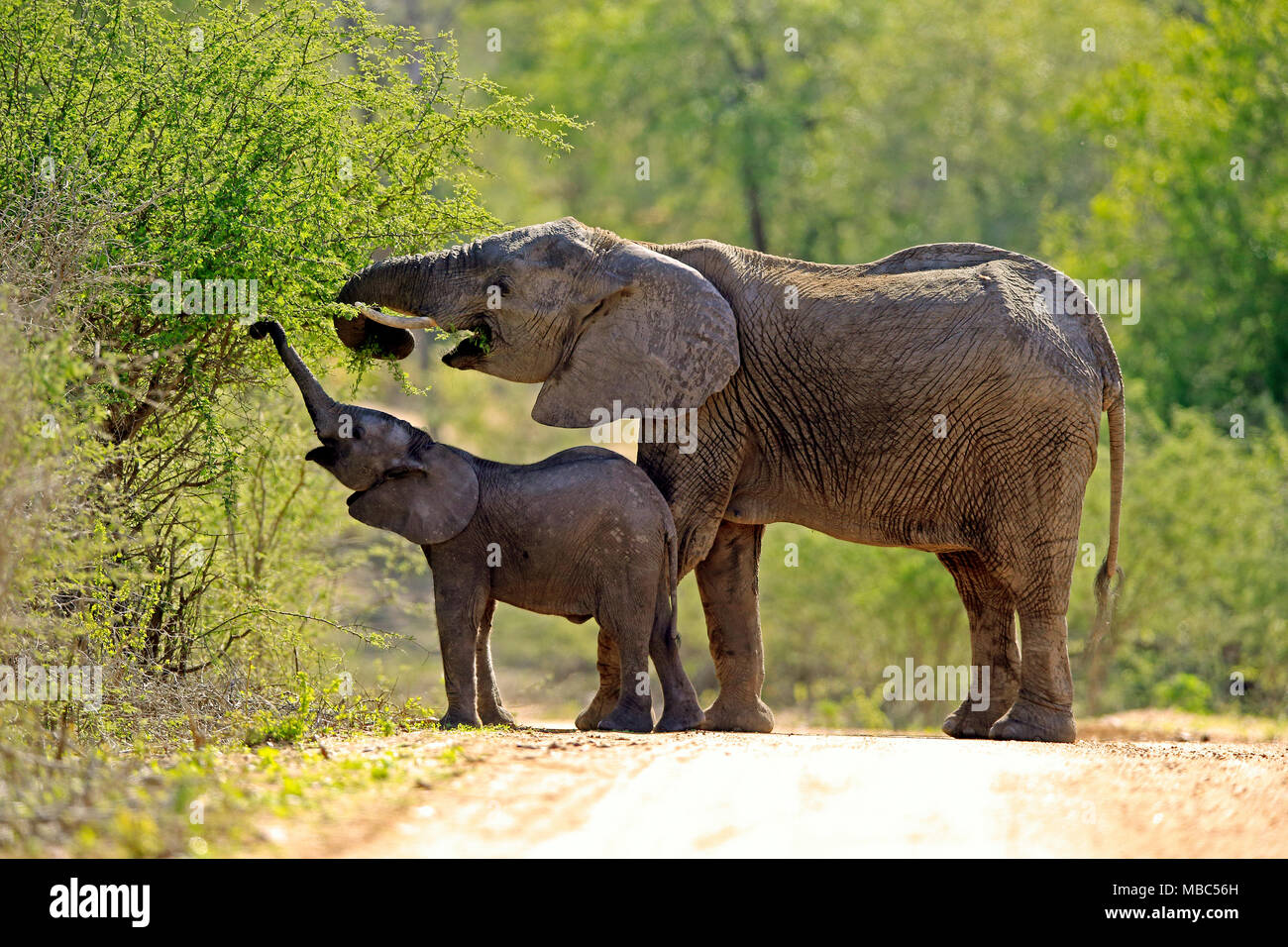 L'éléphant africain (Loxodonta africana), l'éléphant vache avec les jeunes de l'alimentation des animaux sur bush, nourriture, Parc National Kruger Banque D'Images