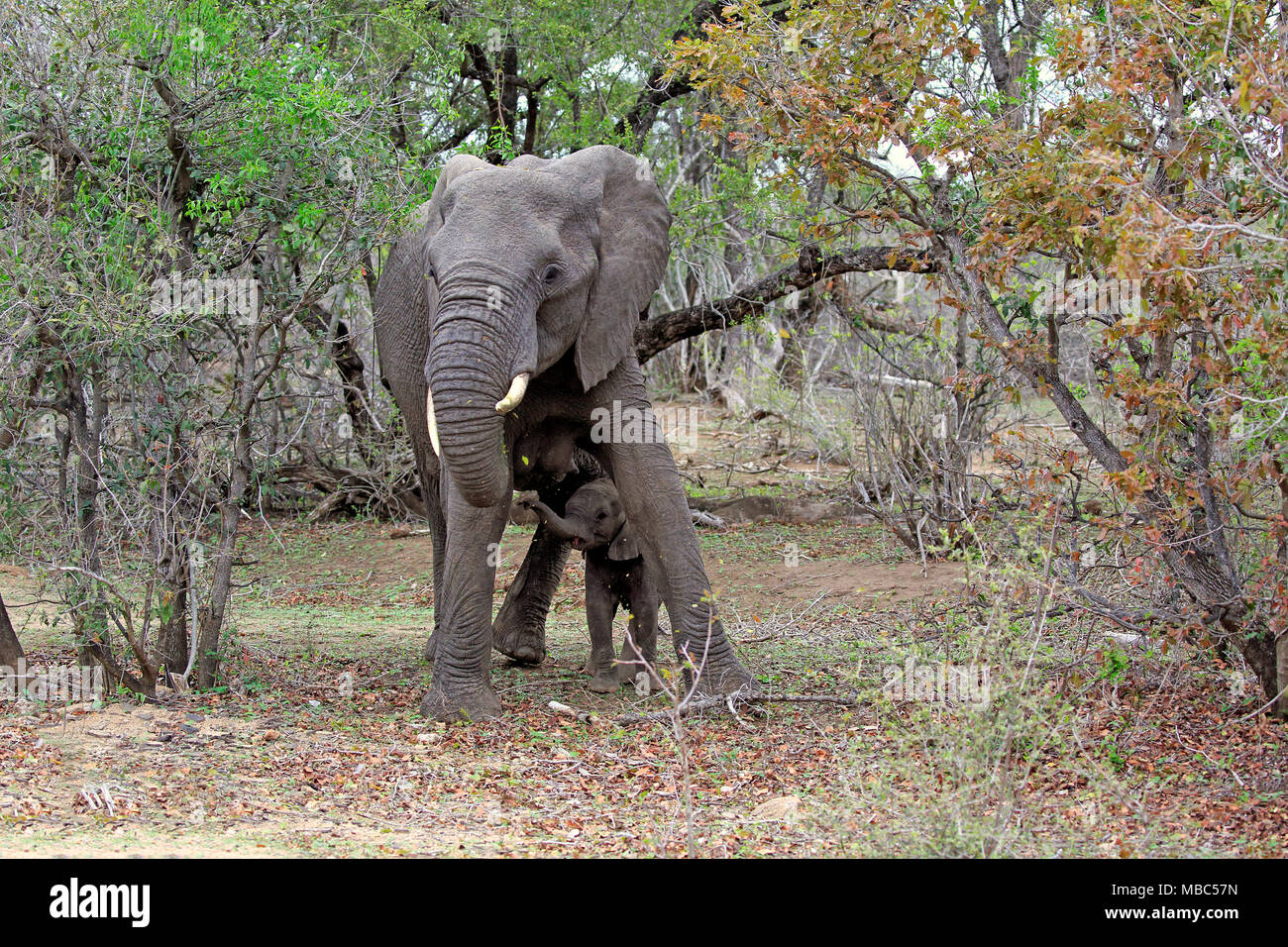 L'éléphant africain (Loxodonta africana), d'éléphants adultes vache avec jeune animal dans le bush land, Kruger National Park, Afrique du Sud Banque D'Images