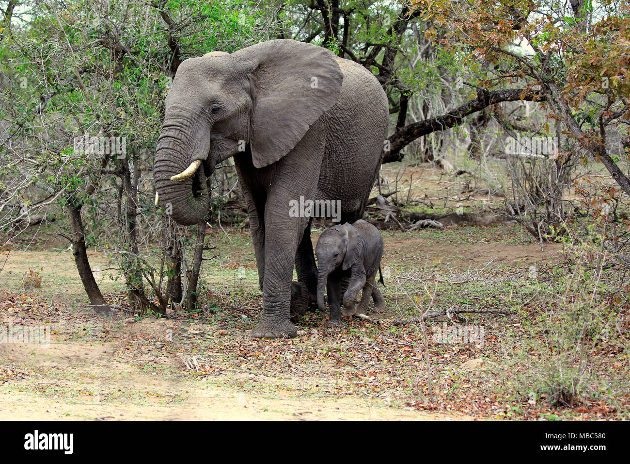 L'éléphant africain (Loxodonta africana), d'éléphants adultes vache avec jeune animal dans le bush land, Kruger National Park, Afrique du Sud Banque D'Images