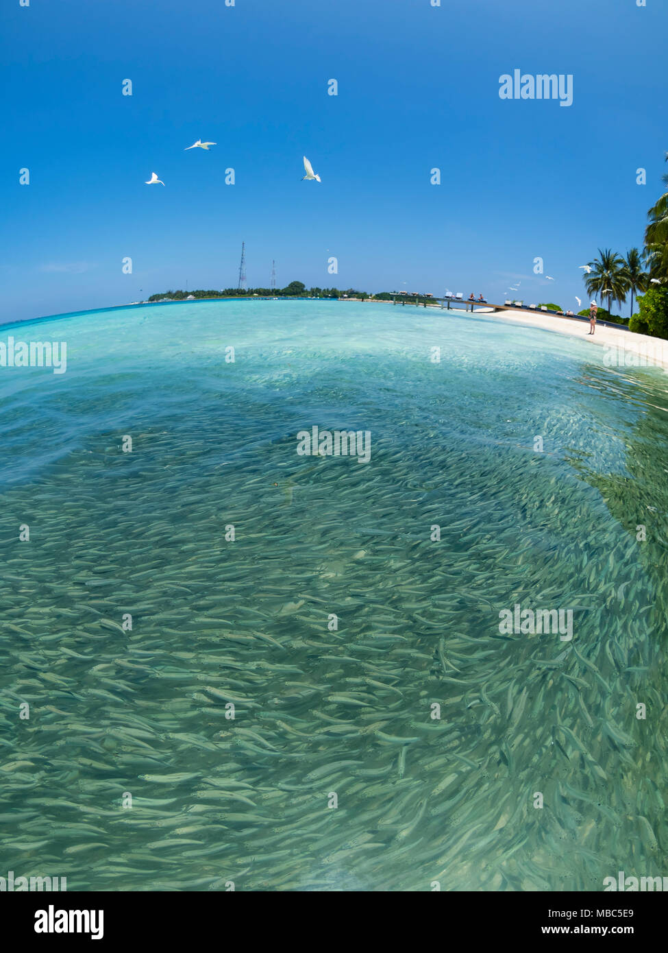 Essaim de poissons avec des sardines et de la chasse au requin requin (Carcharhinus melanopterus) dans les eaux peu profondes près de la rive, fisheye Banque D'Images