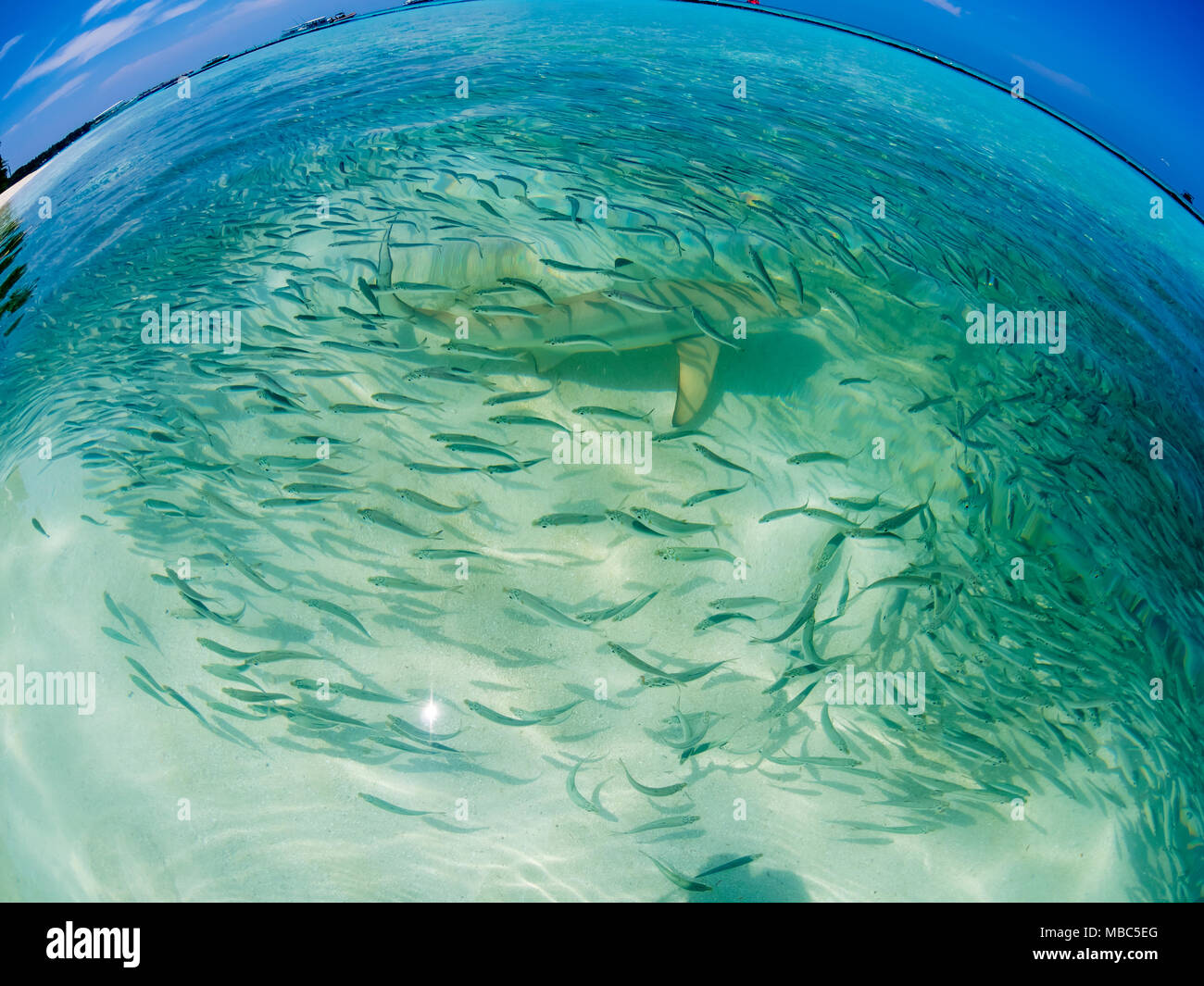 Essaim de poissons avec des sardines et de la chasse au requin requin (Carcharhinus melanopterus) dans les eaux peu profondes près de la rive, fisheye Banque D'Images
