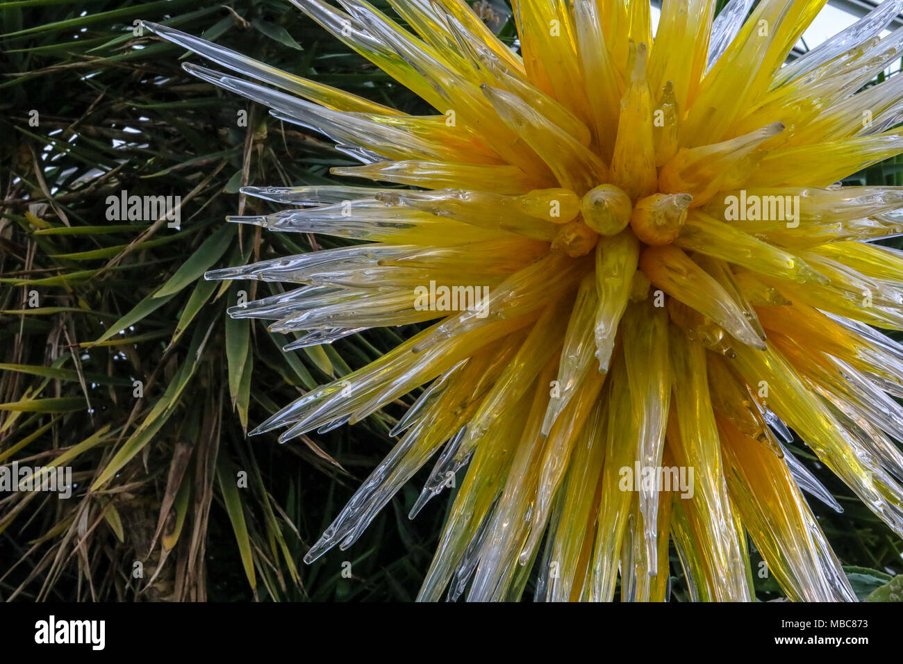 Beaux Art en verre par Dale Chihuly capturés à Phipps Conservatory Banque D'Images