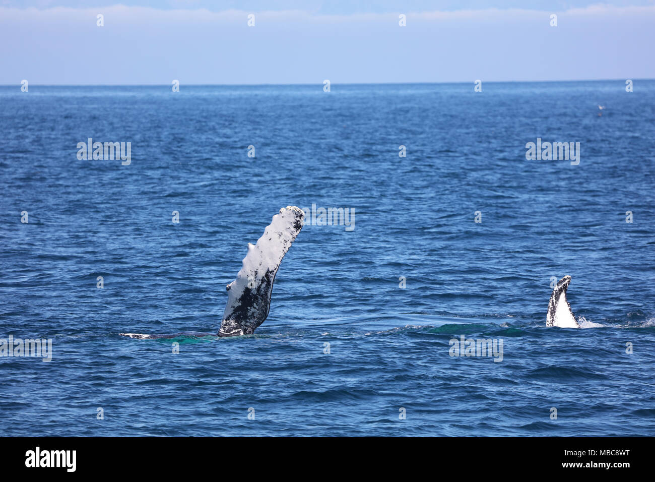 Rorqual à bosse Rorqual et la queue Banque D'Images