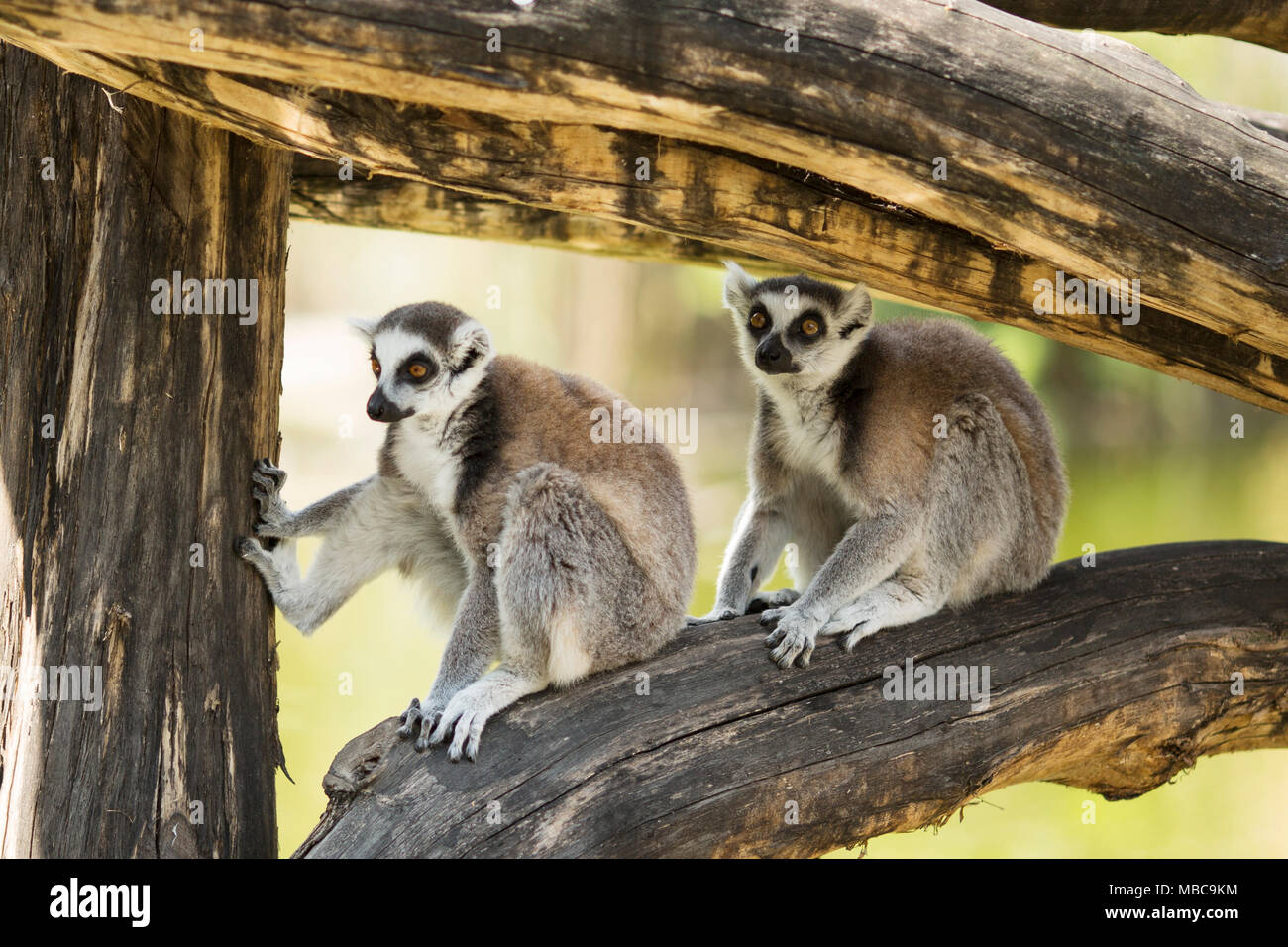 Une paire de lémuriens ring-tailed Lemur (cuite) reste dans l'ombre d'un grand arbre branche. Banque D'Images