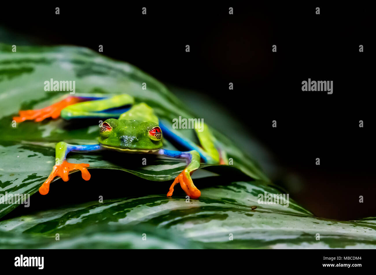 Grenouille arboricole aux yeux rouges (agalychnis callidryas) sur feuille verte Banque D'Images