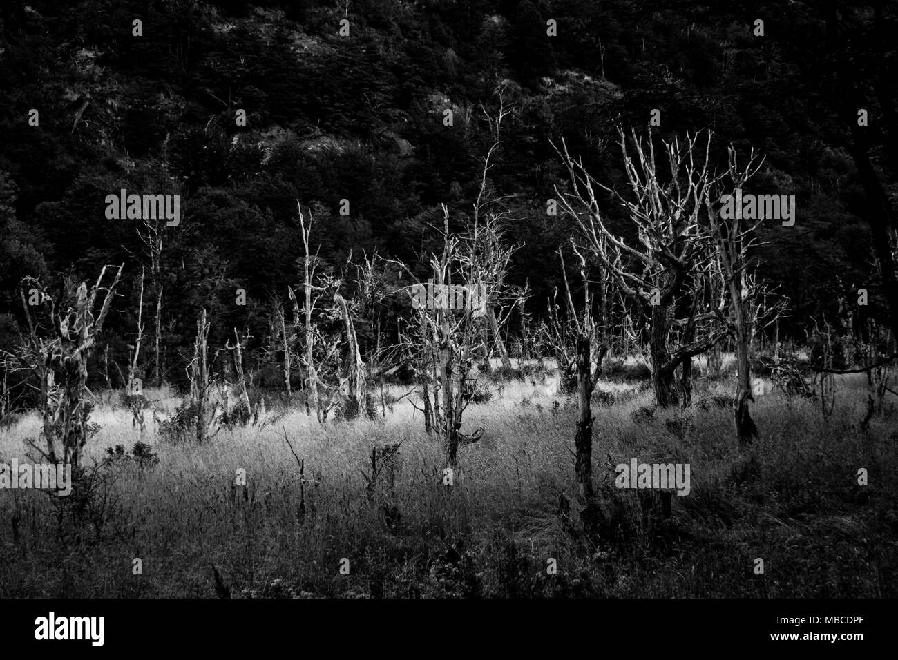 Forêt à Ushuaia, Argentine Banque D'Images