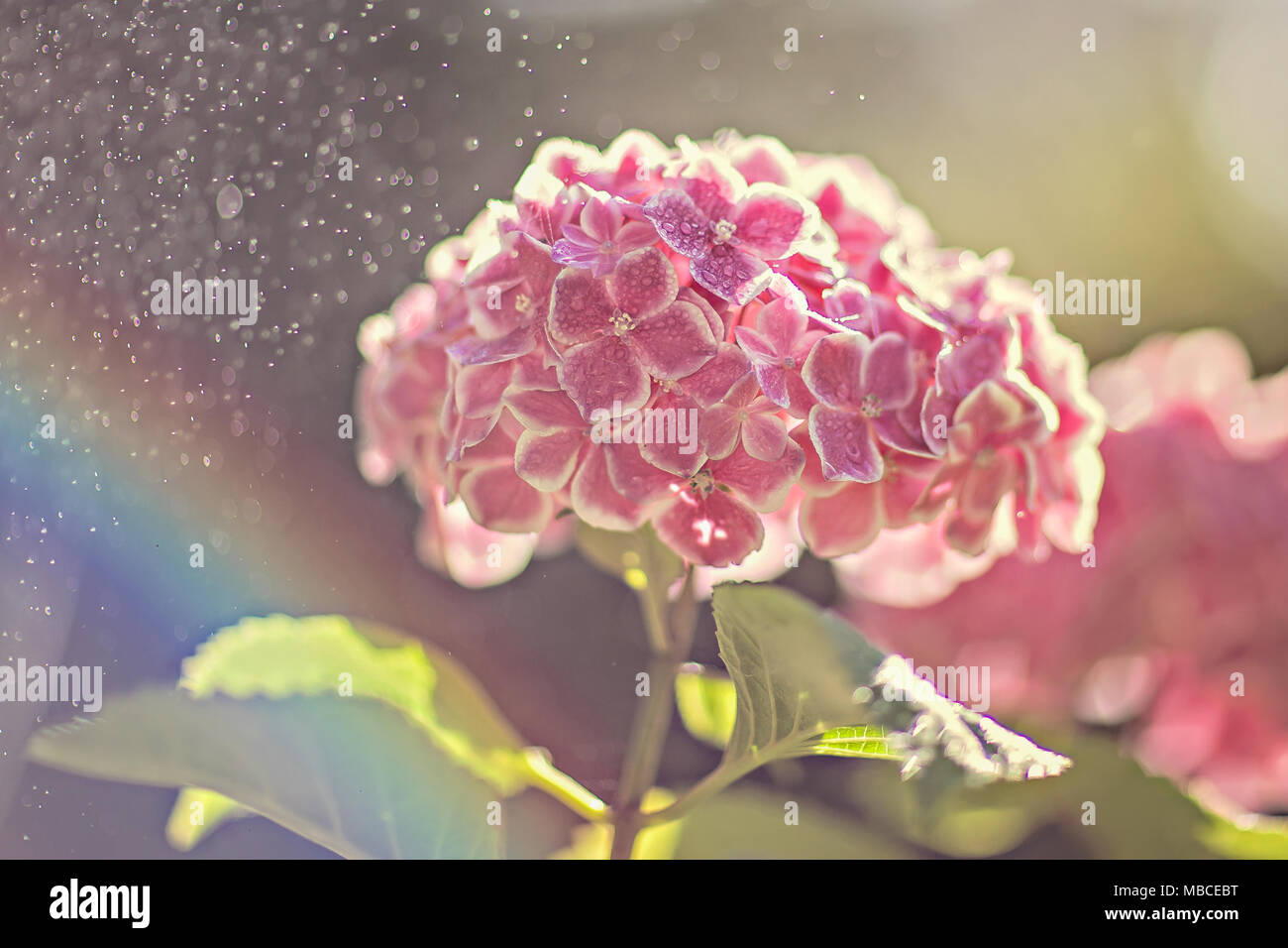 Hortensia rose avec le brouillard et un arc-en-ciel Banque D'Images