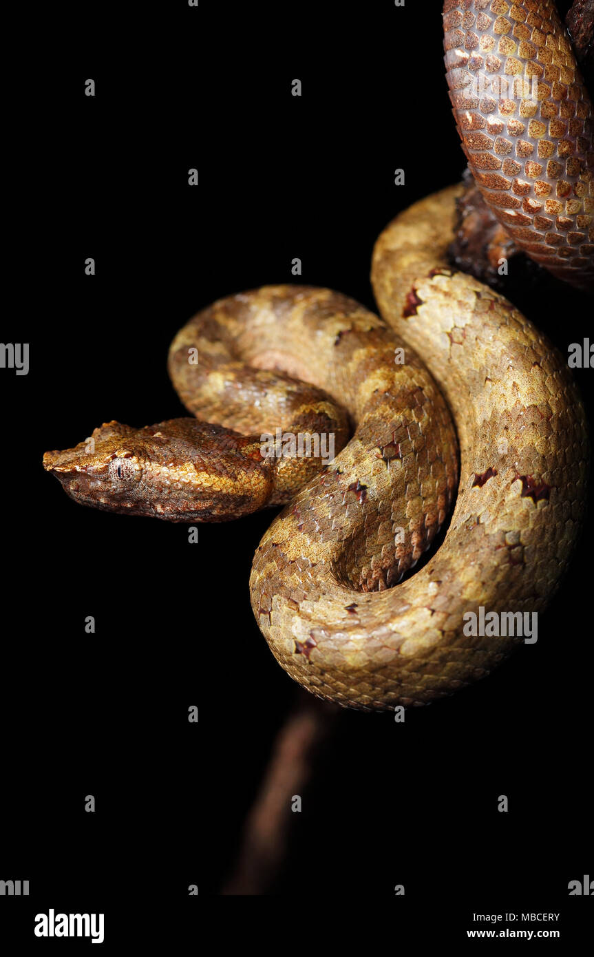 Feuille de Bornéo viper nez Trimeresurus borneensis Banque D'Images