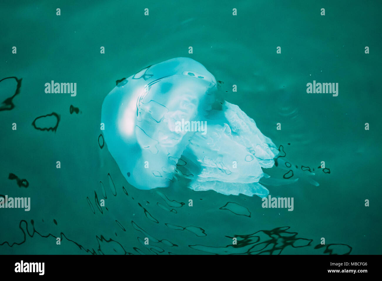 Batumi, Géorgie, l'Adjarie. Rhizostoma Pulmo dans l'eau de mer. La faune de la mer Noire. Rhizostomae ou Rhizostomeae est un ordre de méduse. Banque D'Images