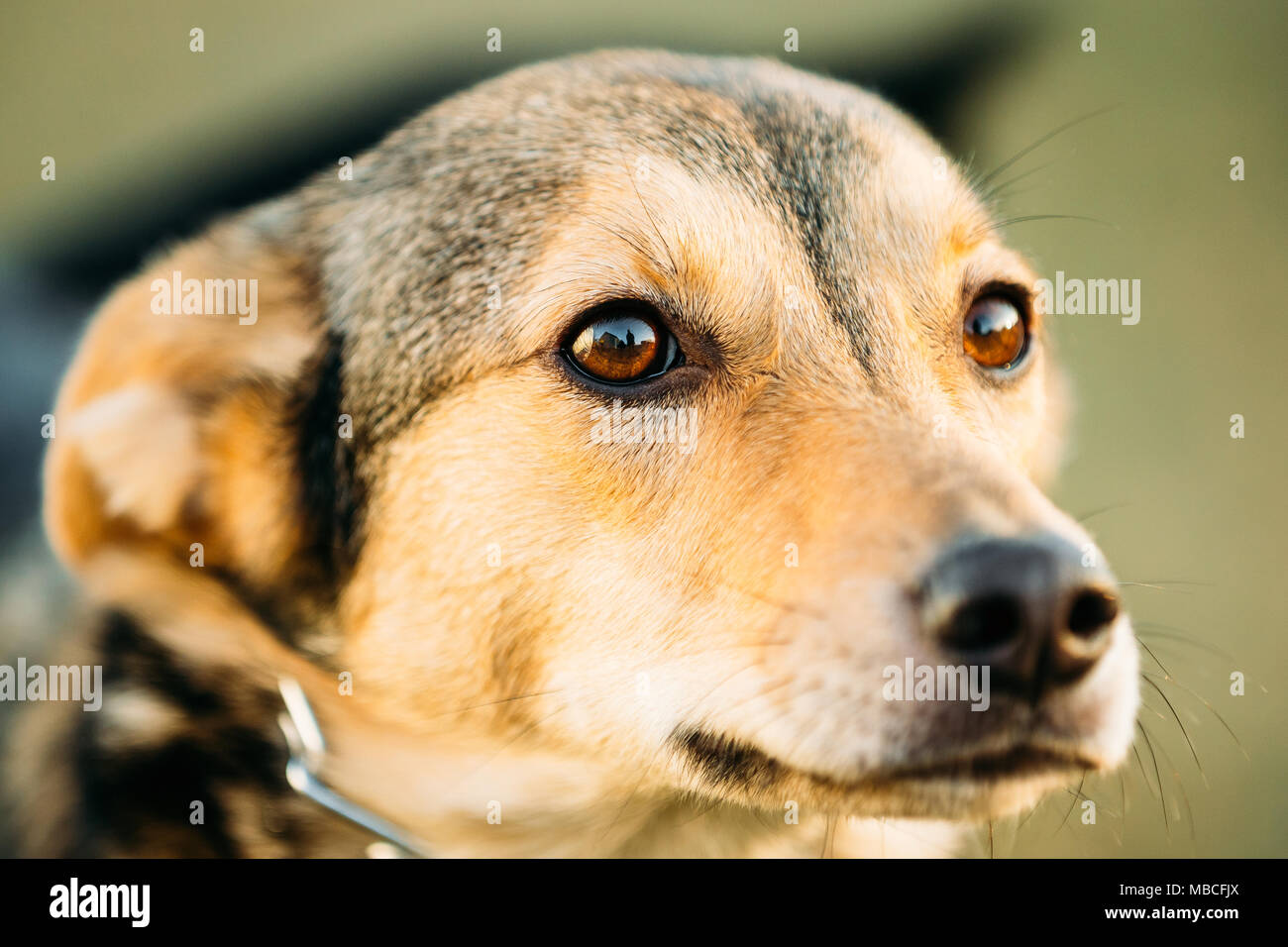 Brown Dog Head Portrait. Chien intelligent Banque D'Images
