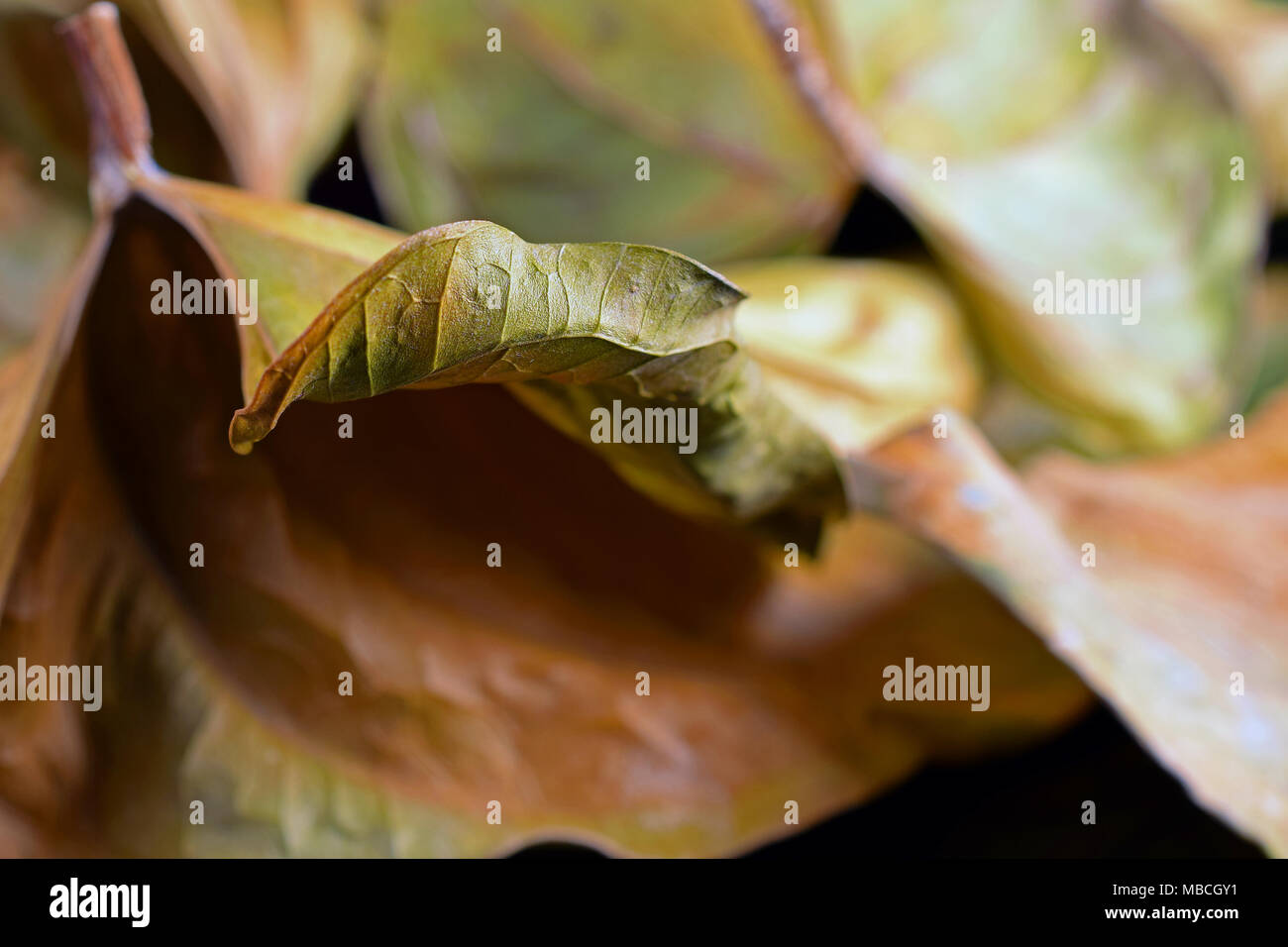 Les feuilles d'automne image close up studio Banque D'Images