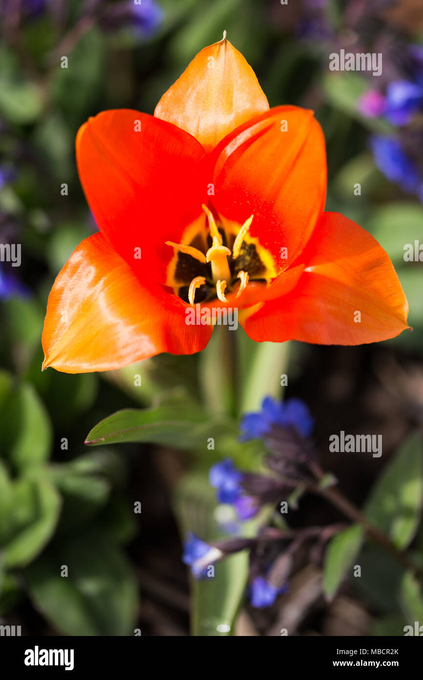 Jardin botanique de galles, Carmarthenshire, UK. Tulipa 'Orange Emperor' fleurs à éclore au soleil du printemps. Banque D'Images