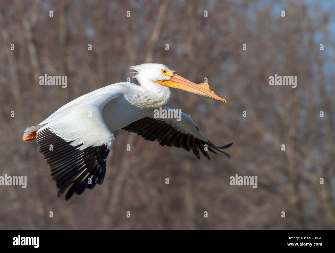 Pélican blanc (Pelecanus erythrorhynchos) en plumage nuptial battant, que Saylorville, Iowa, États-Unis Banque D'Images