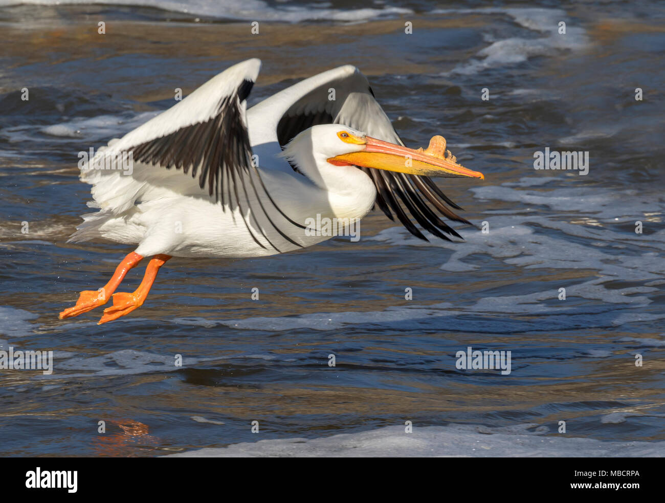 Pélican blanc (Pelecanus erythrorhynchos) en plumage nuptial voler au-dessus de l'eau, que Saylorville, Iowa, États-Unis Banque D'Images