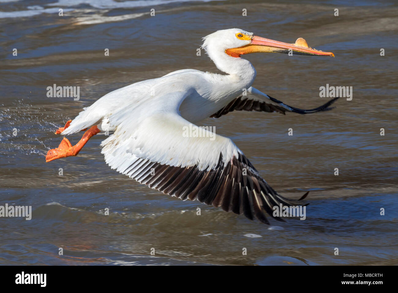 Pélican blanc (Pelecanus erythrorhynchos) en plumage nuptial, décoller de l'eau, que Saylorville, Iowa, États-Unis Banque D'Images