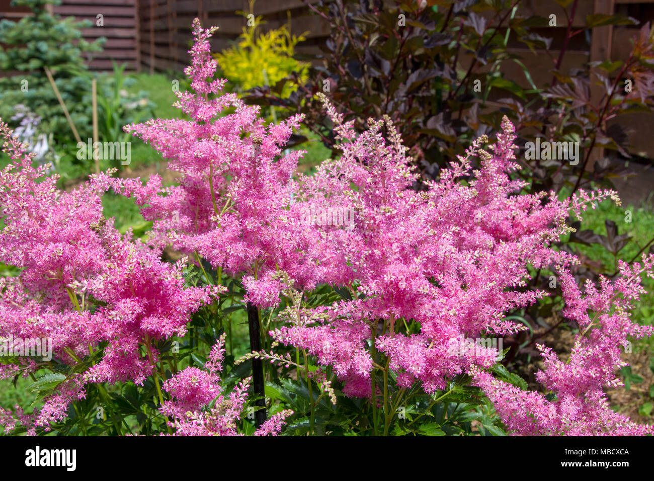 Belle fluffy rose bush de astilba dans le jardin Banque D'Images