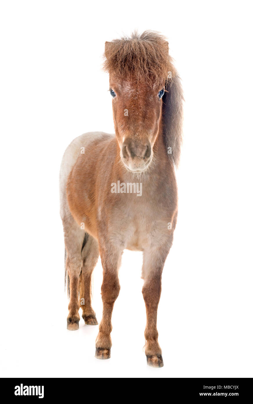 Falabella cheval miniature in front of white background Banque D'Images