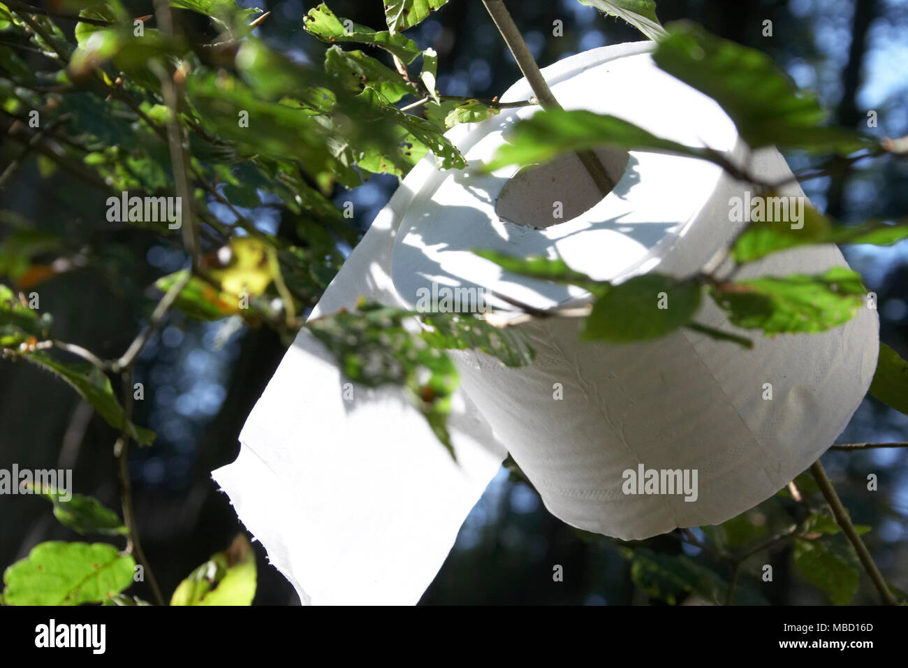 Rouleau de papier toilette accroché dans un arbre Photo Stock - Alamy