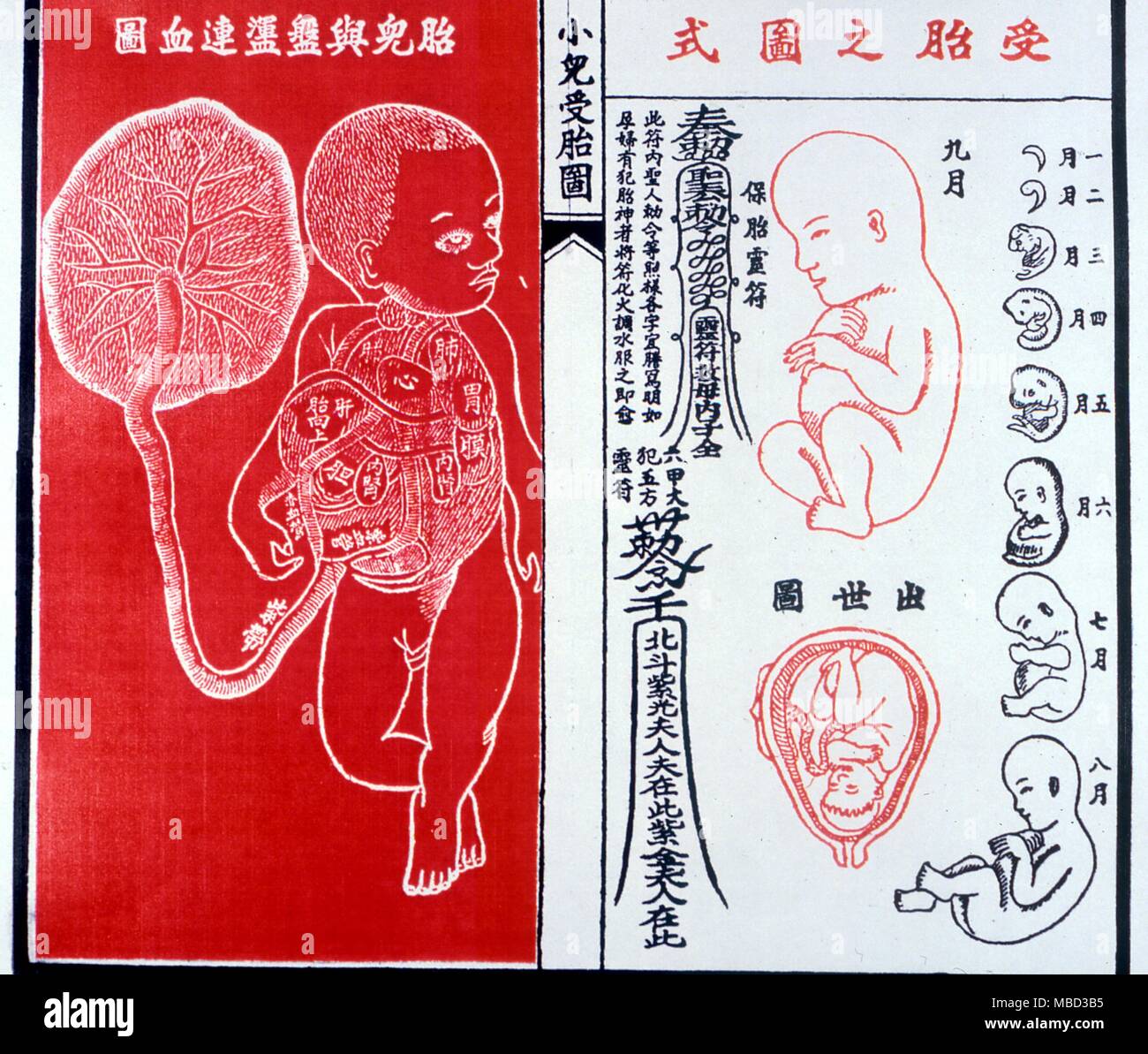 Physionomie. Imprimer chinois montrant les étapes de la croissance embryonnaire dans l'utérus. À partir d'un calendrier annuel chinois manuel. Banque D'Images