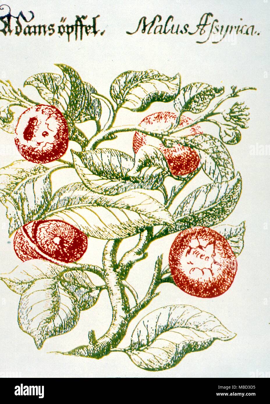 Symboles - Apple. Pomme d'Adam, après qu'une copie en Hohberg's 'Psautier Davids'. 1680 Banque D'Images