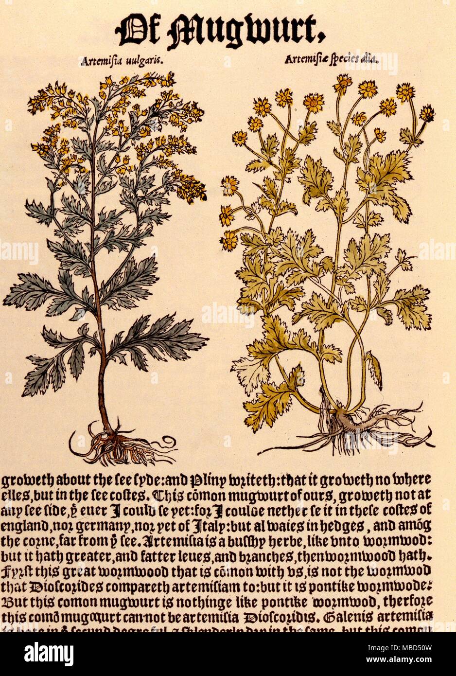 L'armoise, à partir de l'édition 1551 de William Turner's "un nouveau herball' Banque D'Images