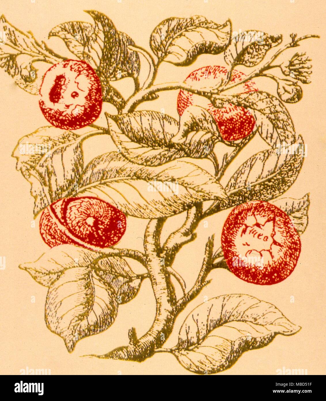 Les tisanes, pomme d'Adam. L'Apple de la soi-disant que l'arbre biblique de la connaissance. Après la 'Psalder Hohberg Davids', 1680. Ce n'est pas un vrai apple, bien sûr Banque D'Images
